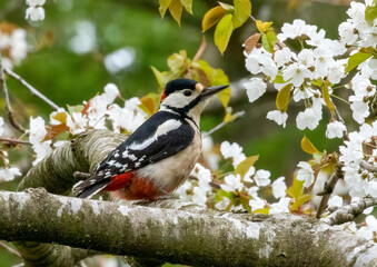 great spotted woodpecker in the blossom