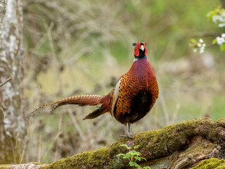 pheasant male in the wild