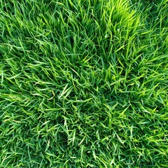 green grass background. 