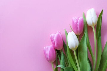 Delicate natural tulips on a pink background.