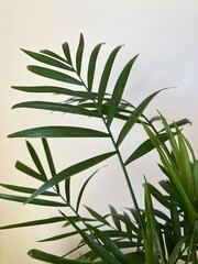 Fototapeta premium Green Leaves