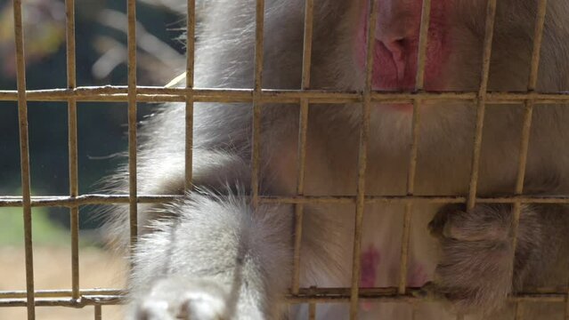 This close up video shows a hand feeding a monkey through a cage.