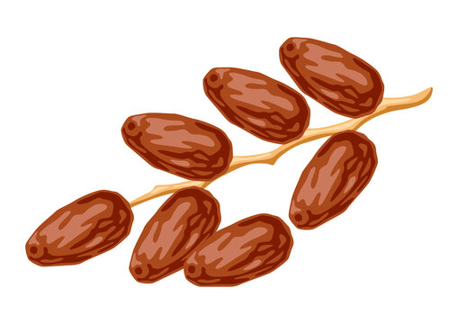 Illustration of dates fruits. Tropical vegetarian food for healthy lifestyle.