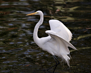 Great White Egret Photo. Close-up side profile view in the water with spread wings  with a water background displaying head, beak, eye, legs, white feathers plumage in its environment and surrounding.