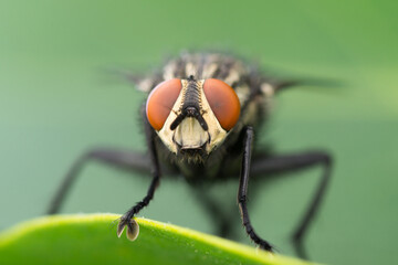 Close-up of a housefly (Musca domestica)
