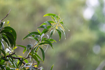 raining shower drop on leaf tree, close up of rainfall in jungle,Heavy Rain Falling on Tree Leaves in forest. droplets fixed on green leaves, Raining day in tropical forest. Raindrop in deep jungle.