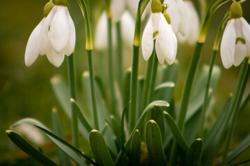Fototapeta premium Spring flowers