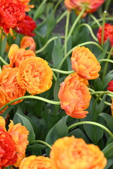 Close-up photo of yellow-orange multi-colored tulips.