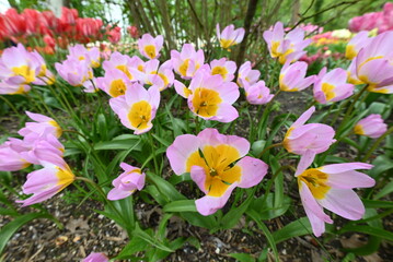 Beautiful pink tulips at tulip parc, The Netherlands.