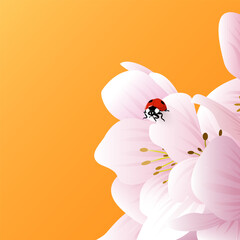 A ladybug sits on the delicate white-pink flowers of an apple tree, a peach. Spring bright postcard with an orange background and copy space