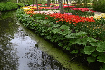 Obraz premium Park in The Spring.Tulips. Spring landscape.