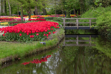 Fototapeta na wymiar Tulip parc with water and bridge. The Netherlands