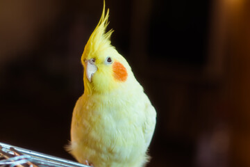 Cockatiel parrot.Bird with crest.Cute animal photo.Yellow bird.Favorite pet.Funny parrot.Home pet parrot.Cute pet parrot.Beautiful bird.Beautiful photo of a pet.Ornithology.Photo with bokeh.Corella.