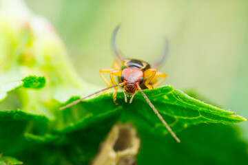 Isolated close-up of an earwig on a leaf looking at you (Dermaptera)