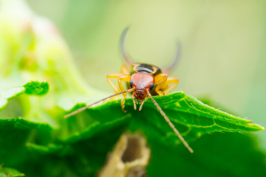 Macro close-up of an earwig crawling over a leaf and looking at you | Dermaptera