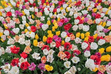 A colourful mix of hybrid triumph tulips in flower.