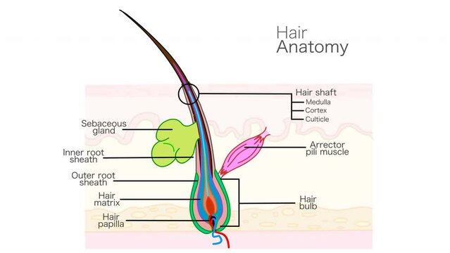 Hair anatomy diagram animation.  Part structure. Sebaceous gland, inner outer root sheath, shaft, cortex, medulla, muscle, papilla, bulb matrix capillary follicle. Health epilation, transplant video