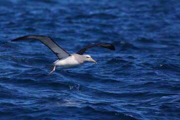 Fototapeta na wymiar A Salvin's albatross or Salvin's mollymawk - Thalassarche salvini - taking off from the sea, with blue sea background, off Kaikoura, South Island, New Zealand