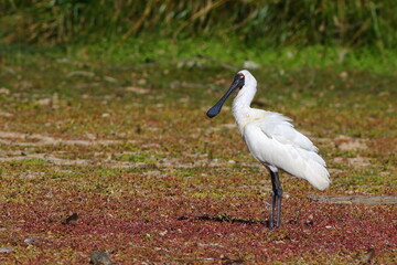 A beautiful white Royal spoonbill (Platalea regia) resting near water with blurred background, at the Hawksbury Lagoon Wildlife Refuge, Waikouaiti, New Zealand