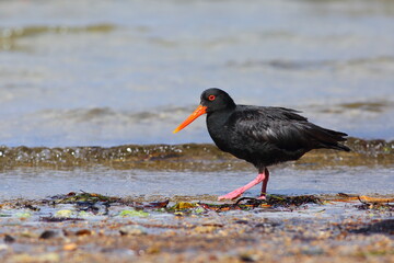 Variable oystercatcher (Haematopus unicolor), endemic to New Zealand, with special red bill and pink feet, walking on the beach on Stewart Island, New Zealand, with blurred sea waves background 