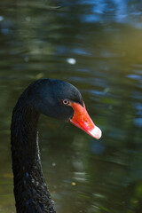 Fototapeta premium Beautiful close-up of a black swan covered with water droplets
