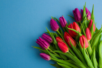 A bouquet of pink tulips on a light blue background. Spring flower arrangement. Background for greeting cards,