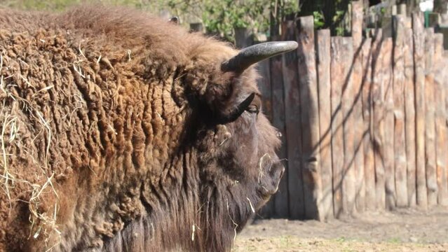 Close-up on the head of a bison. The camera follows the bison.