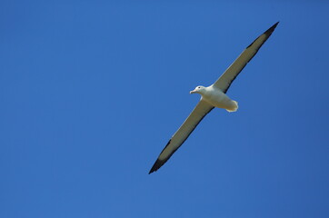 A Royal Albatross (Diomedea epomophora) in flight, with a blue sky background, off Taiaroa Head, Otago Peninsula, New Zealand