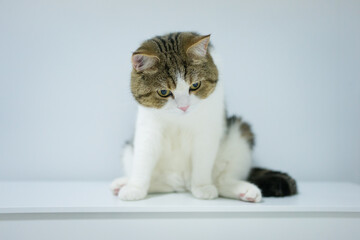 Obraz premium scottish tabby cat isit on table with white isolated background