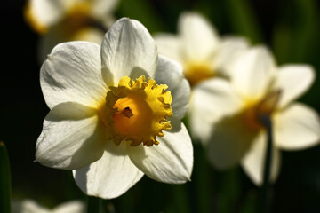 Fototapeta premium Bright beams of the day sun do white petals and a yellow crown of flowers of narcissuses transparent.
