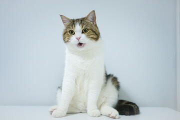 scottish tabby cat isit on table with white isolated background