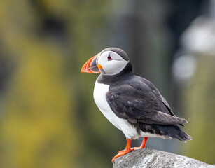Puffins perched on a rock