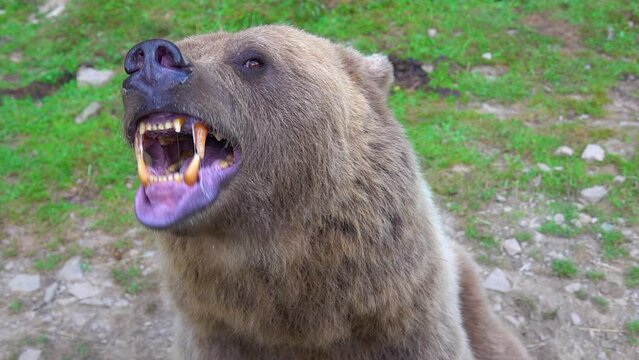 The bear prepares to attack shows its Jaw with teeth and is ready to attack. slow motion