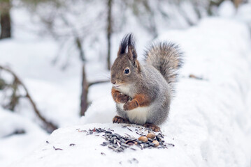 A fluffy forest wild squirrel sits on the snow eating seeds and peanuts.