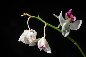 Withered orchid flower isolated on black background