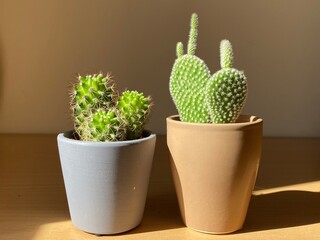 Little indoor cactus 