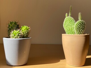 Little indoor cactus 