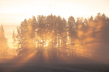 Morgensonne scheint durch die Bäume 