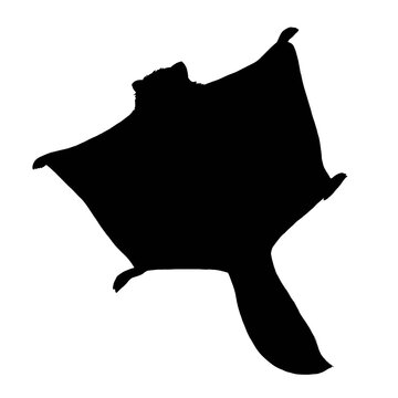 Silhouette of a flying squirrel isolated on white background 