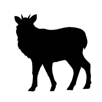 Silhouette of a serow isolated on white background 