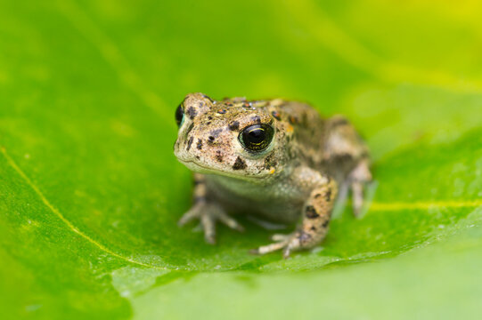 Close-up of a natterjack toad on a green leaf (Epidalea calamita)