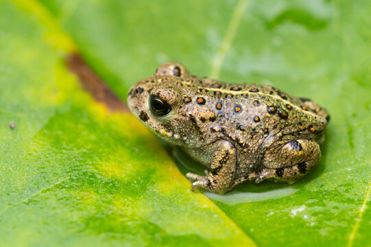 Wide close-up of a young natterjack toad sitting on a green leaf | Bufo calamita