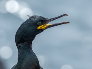 Close up of Shag