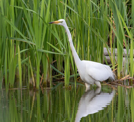 Great egret, Ardea alba. A bird walks in shallow water along the shore and catches fish or frogs