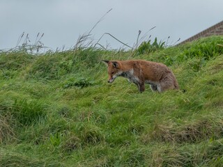pretty red fox about to pounce