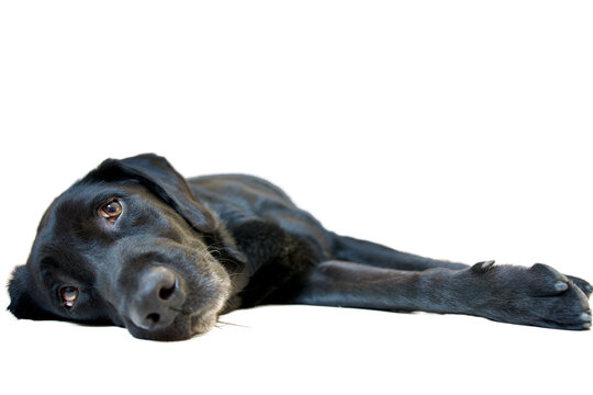 Front view of a pretty black labrador retriever  dog languidly lying on side and looking at the camera with a great candor and soul.