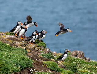 atlantic puffin or puffins in flight