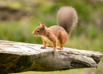 curious red squirrel