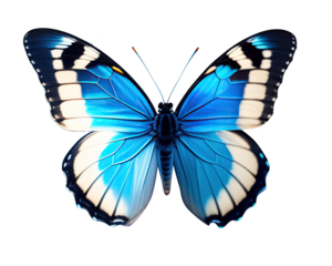 Very beautiful blue white butterfly with spread wings isolated on a transparent background.