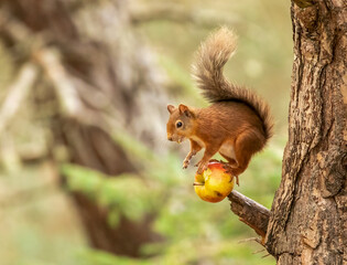 red squirrel on tree with apple